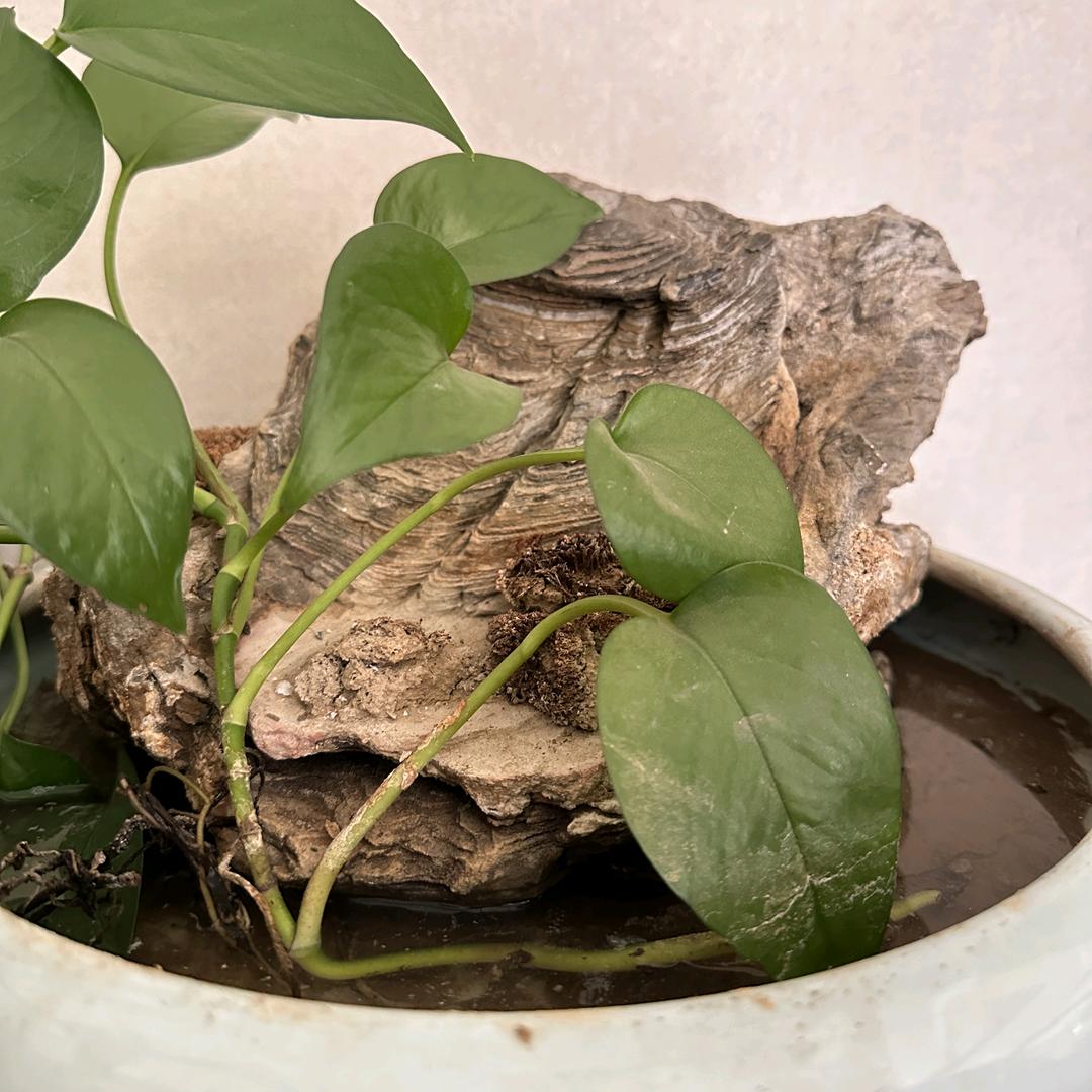 涞水县尚佳工艺品店