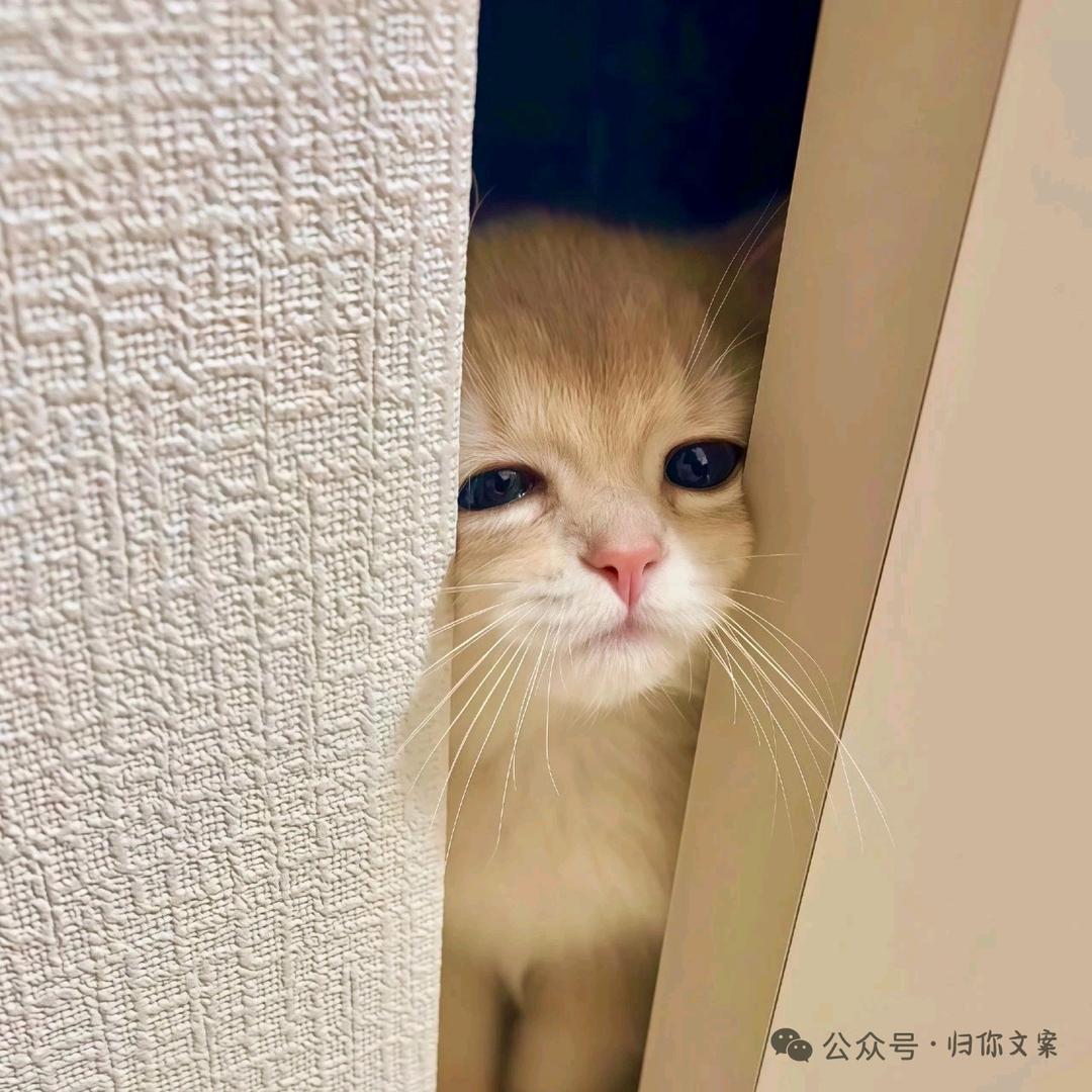 小王子的玫瑰花