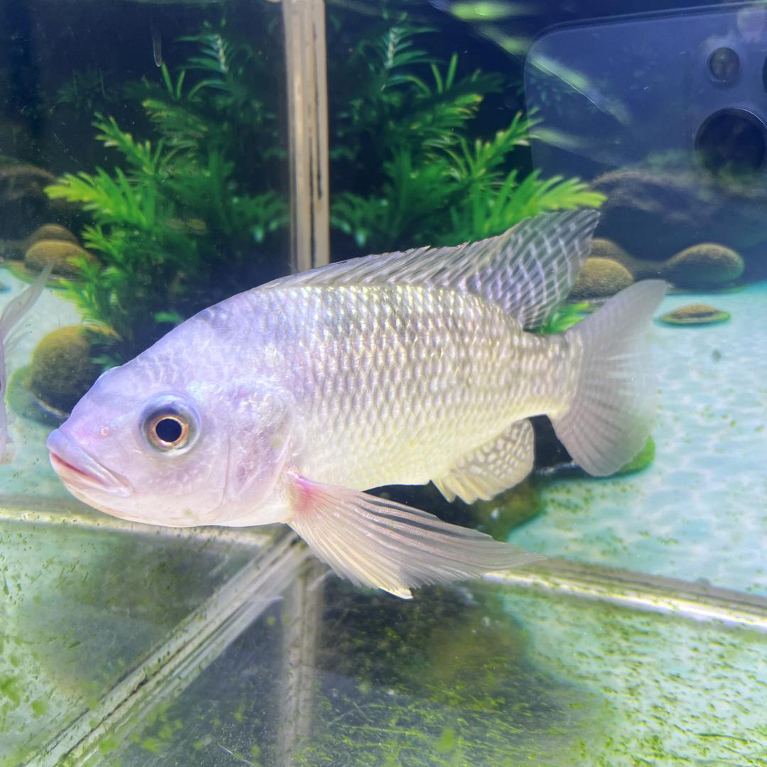 夏至