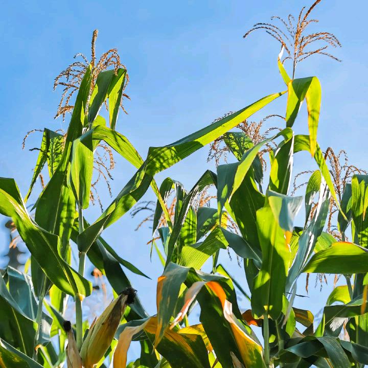 阿明（乡村人）