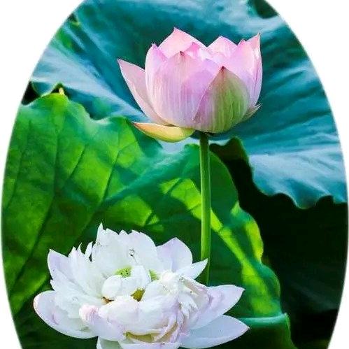 鳳九灵儿善家缘