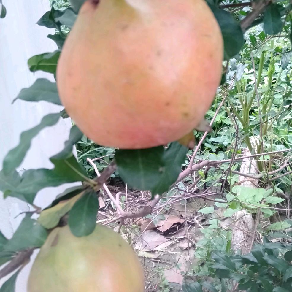 前途无量