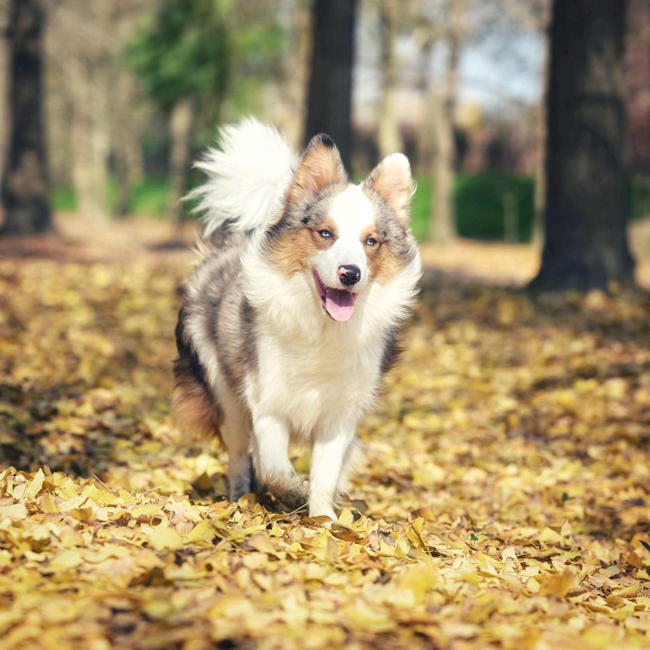 边牧焦糖（养狗版）