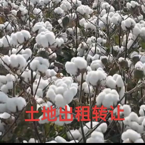 潇洒走一回