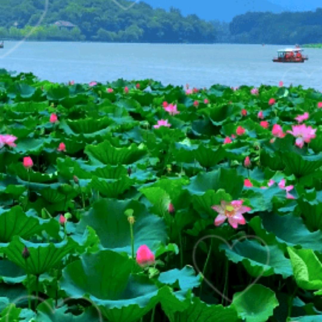 梅兰竹菊