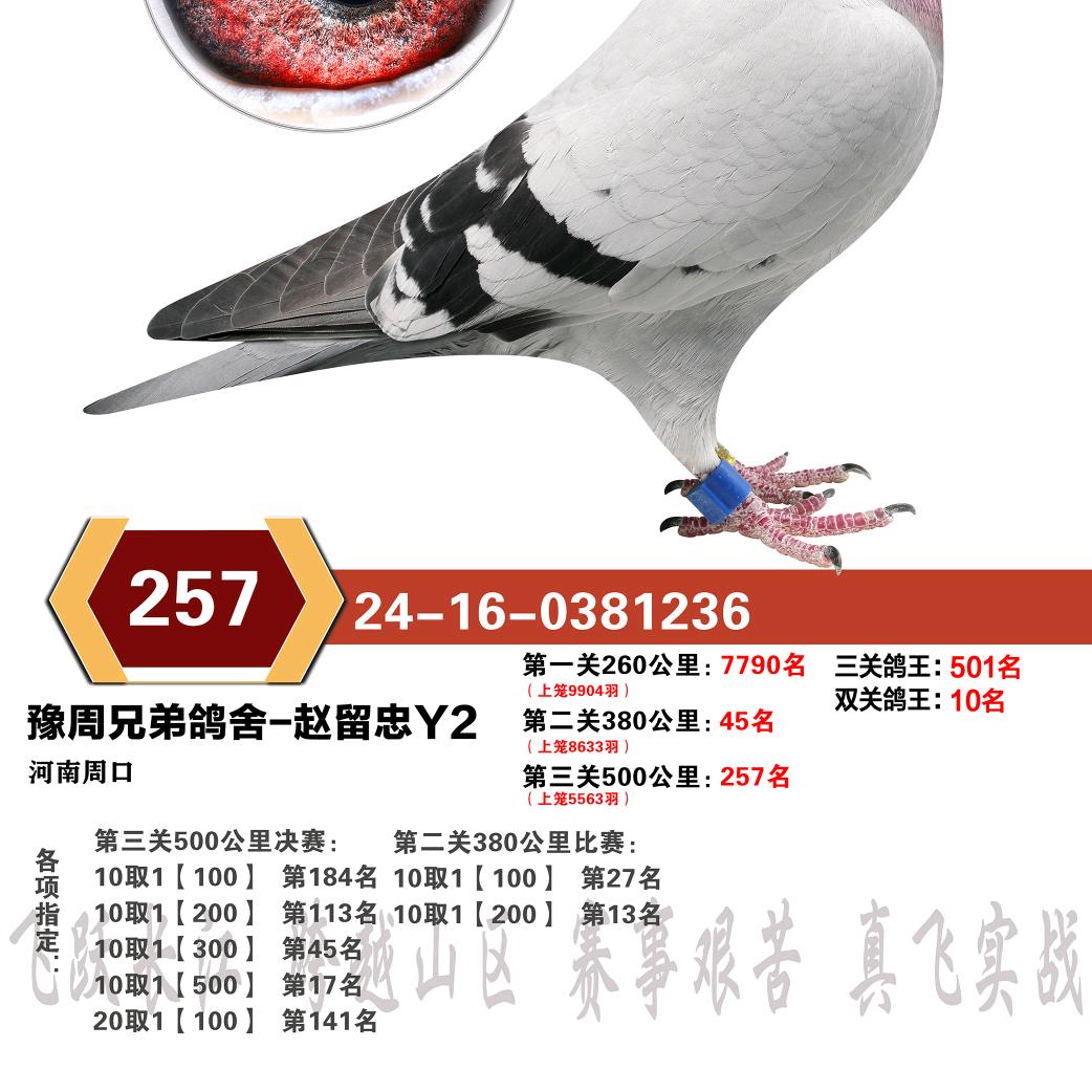 豫周铭鸽城