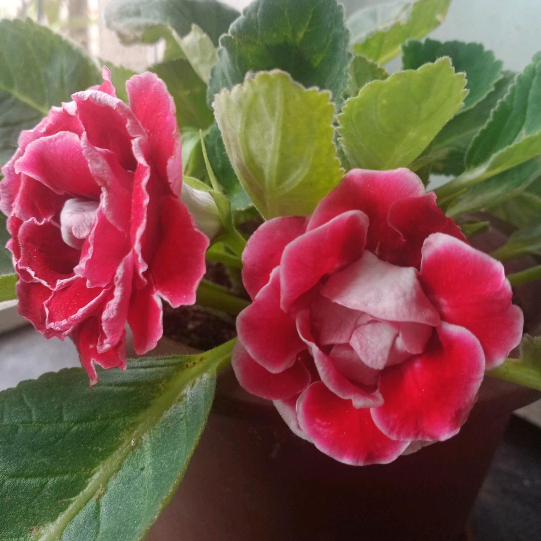 慧鑫朔钢窗