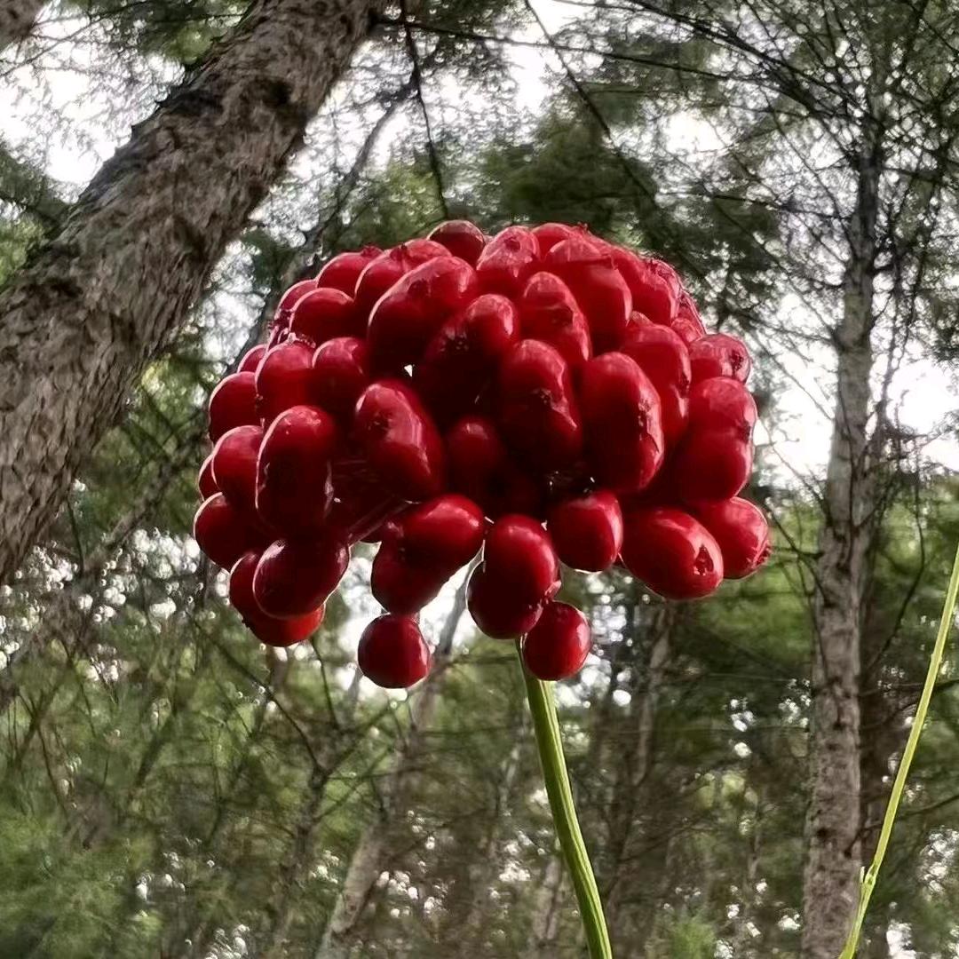 一往情参参茸行