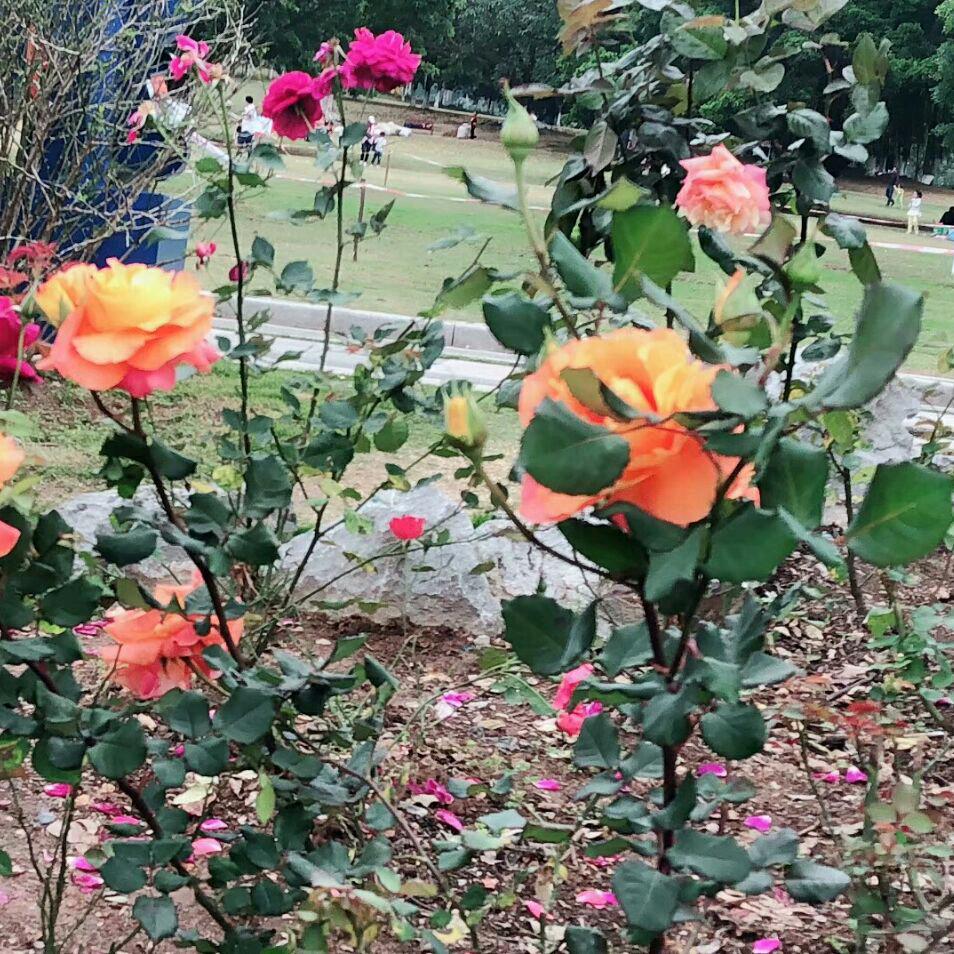 @🌻