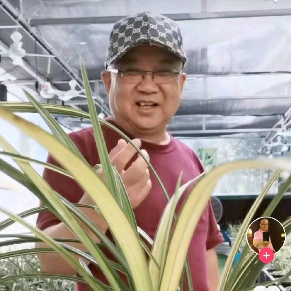 刚哥谈兰花。信阳毛尖兰花《荣华一枝兰》