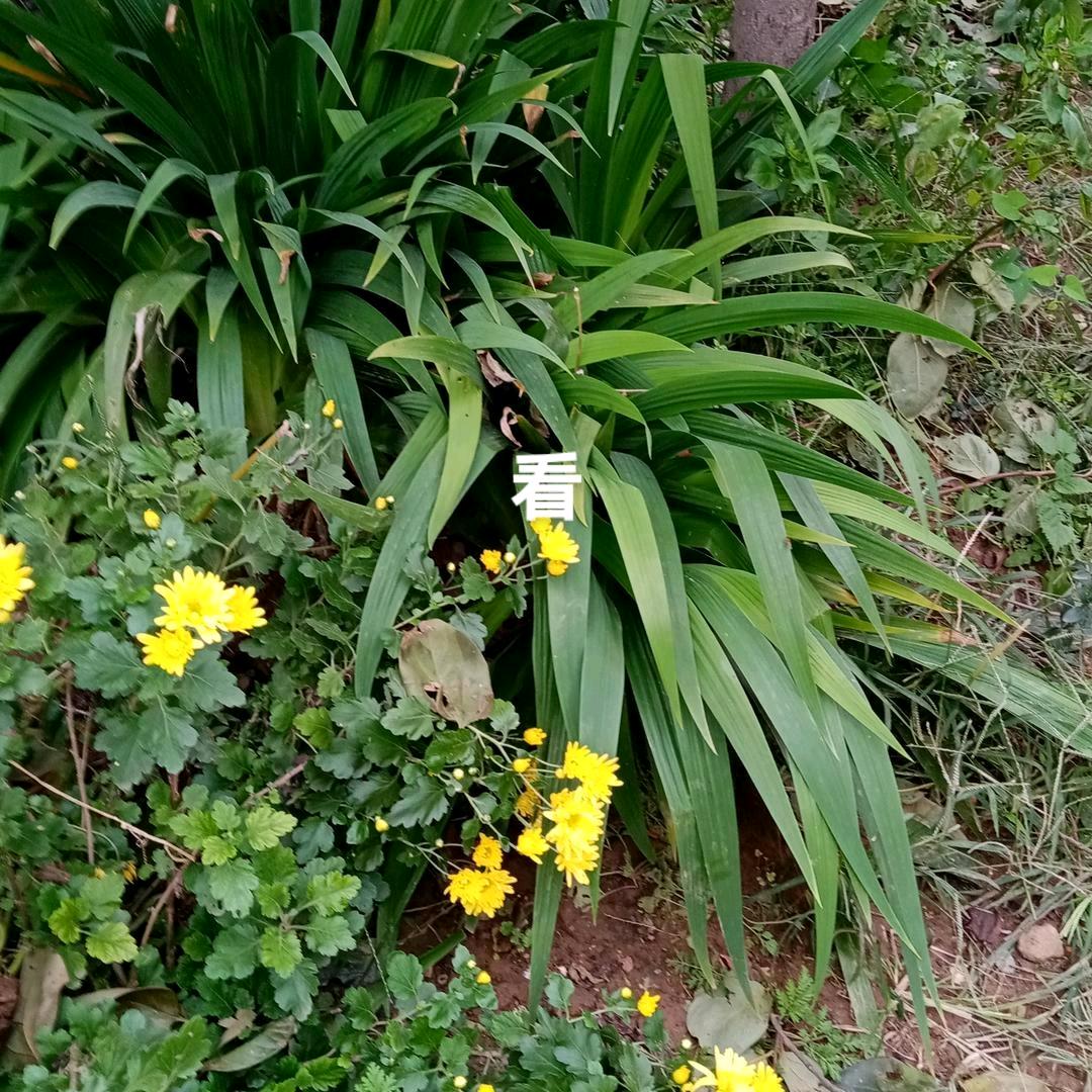 小白兔c