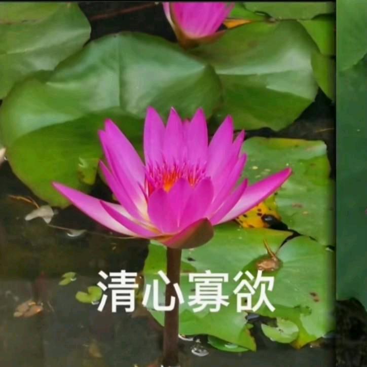 不会在想你