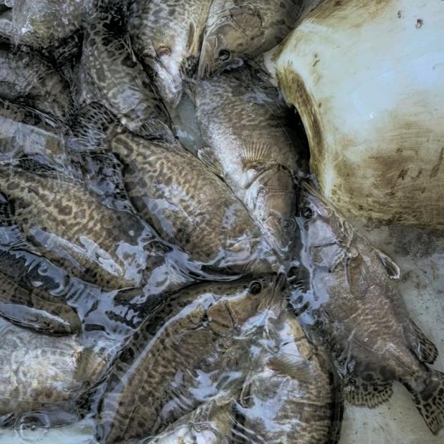 ～原生态野生鱼↗