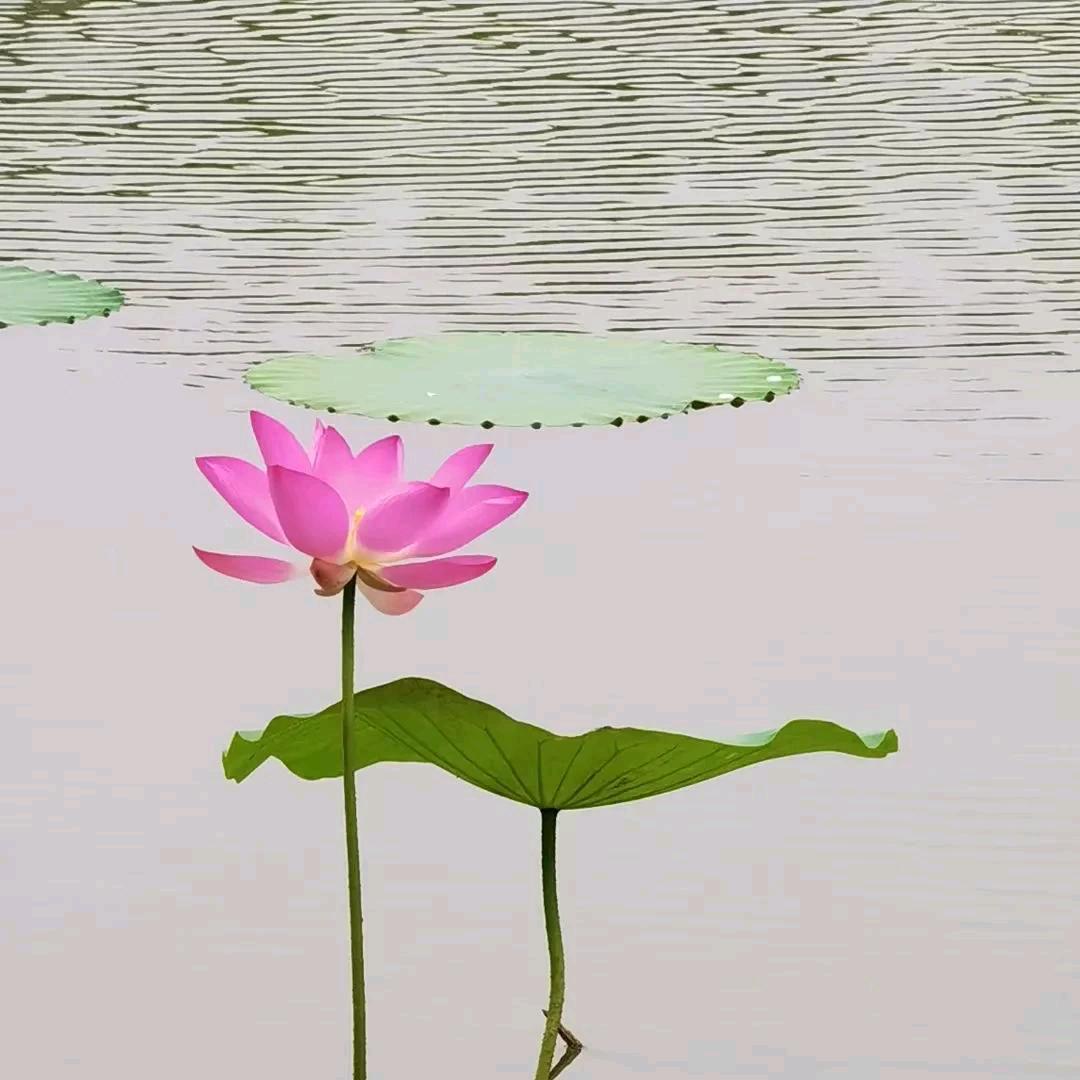 🍀只如初见