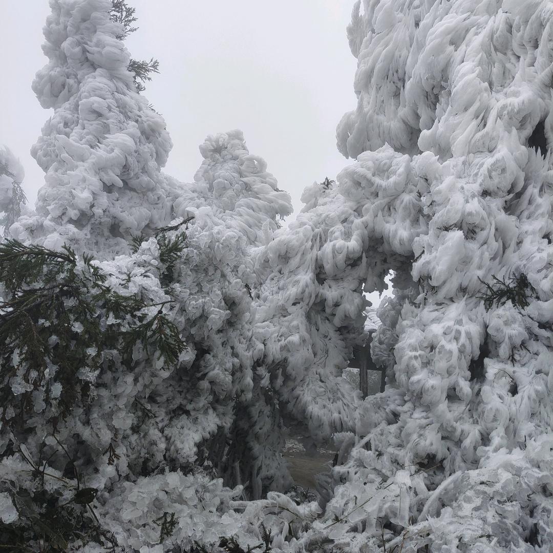 高女士