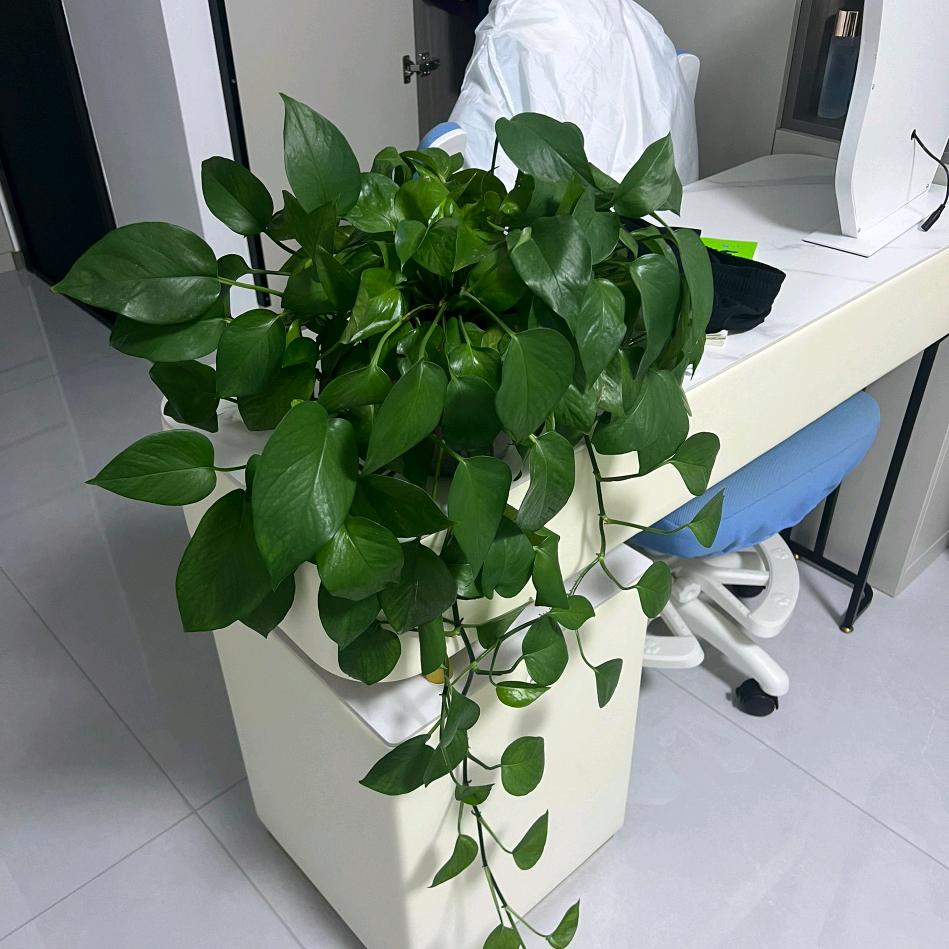 幼枫的百货