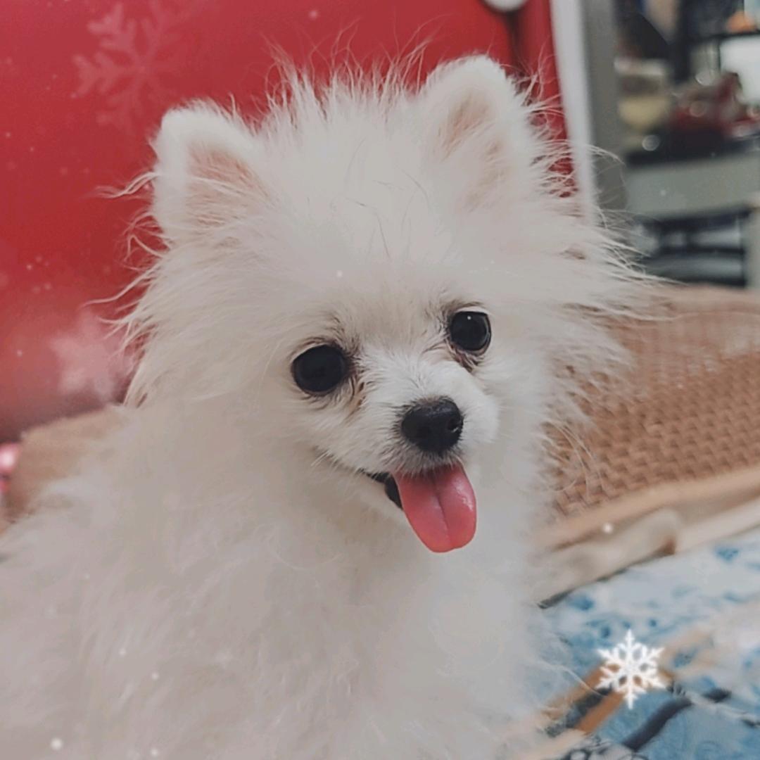 小犬仔🥺