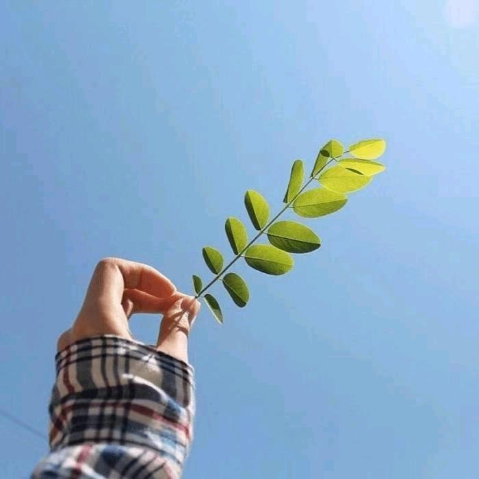 ꧁༺随风༻꧂