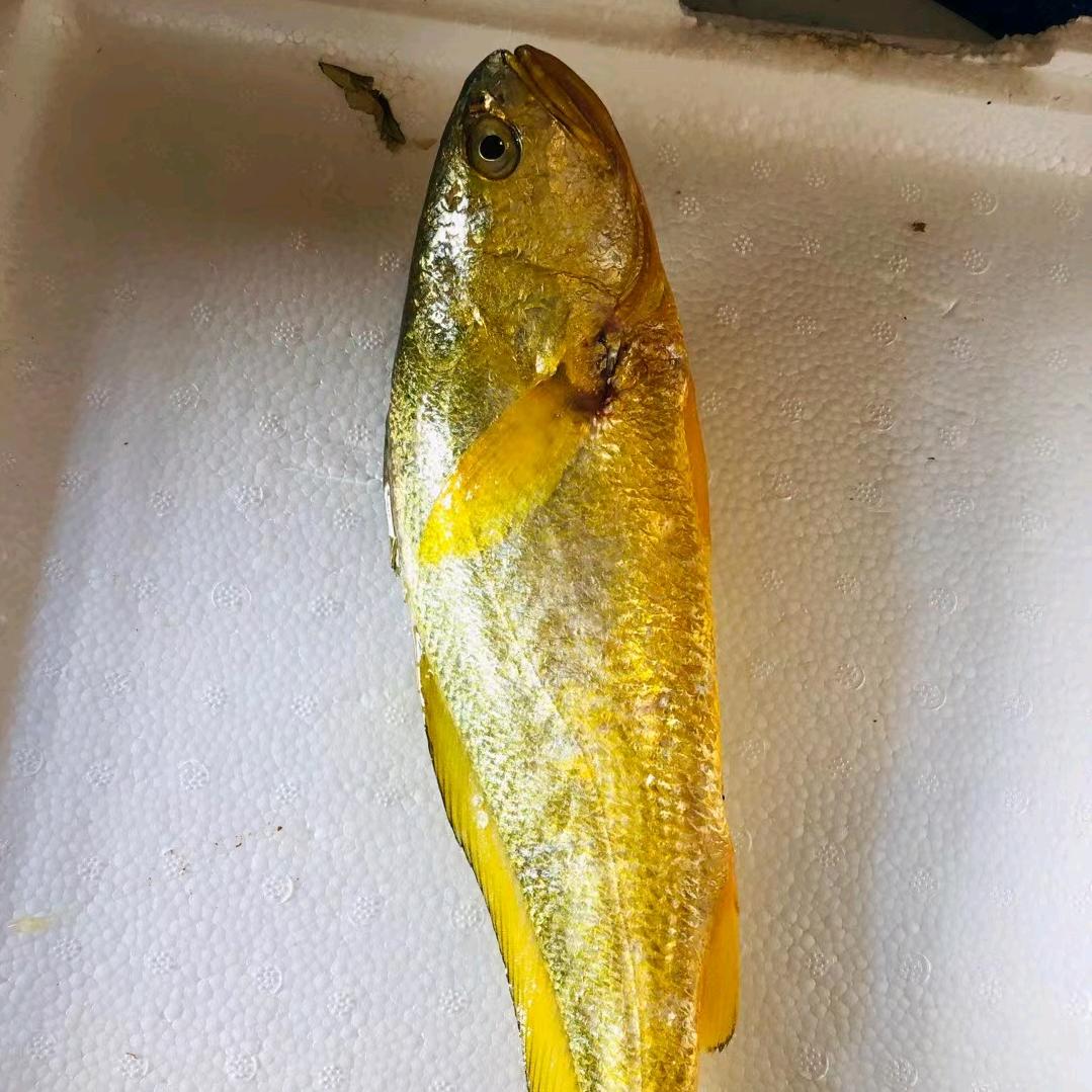 舟山讲气海鲜收购