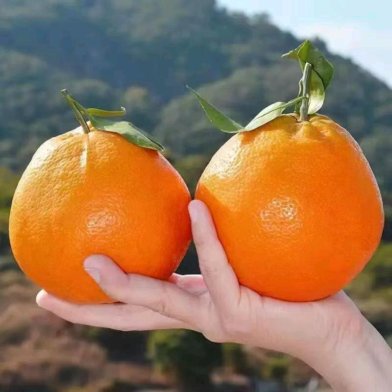果然好