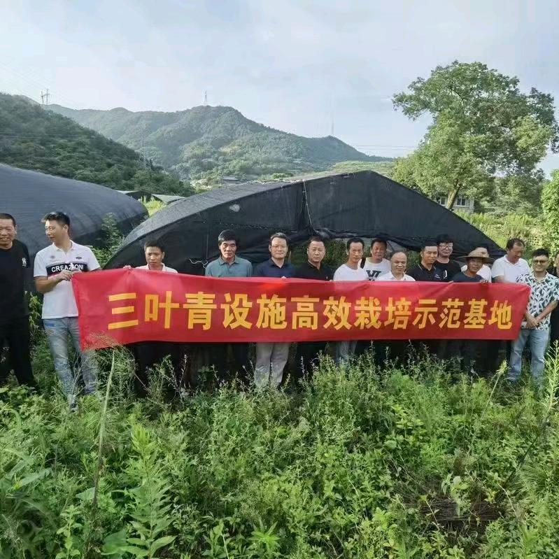 小刘谈药材