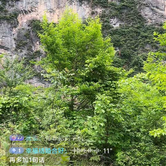 土烟老头