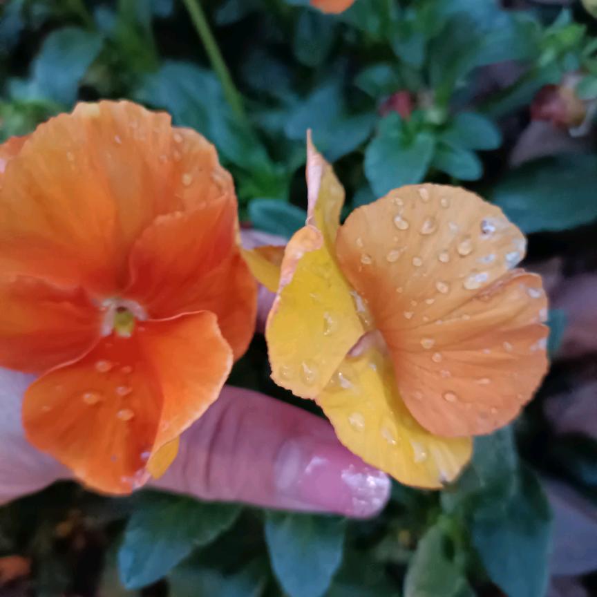 (干♡净⌂的♡心灵)单身❤️👄