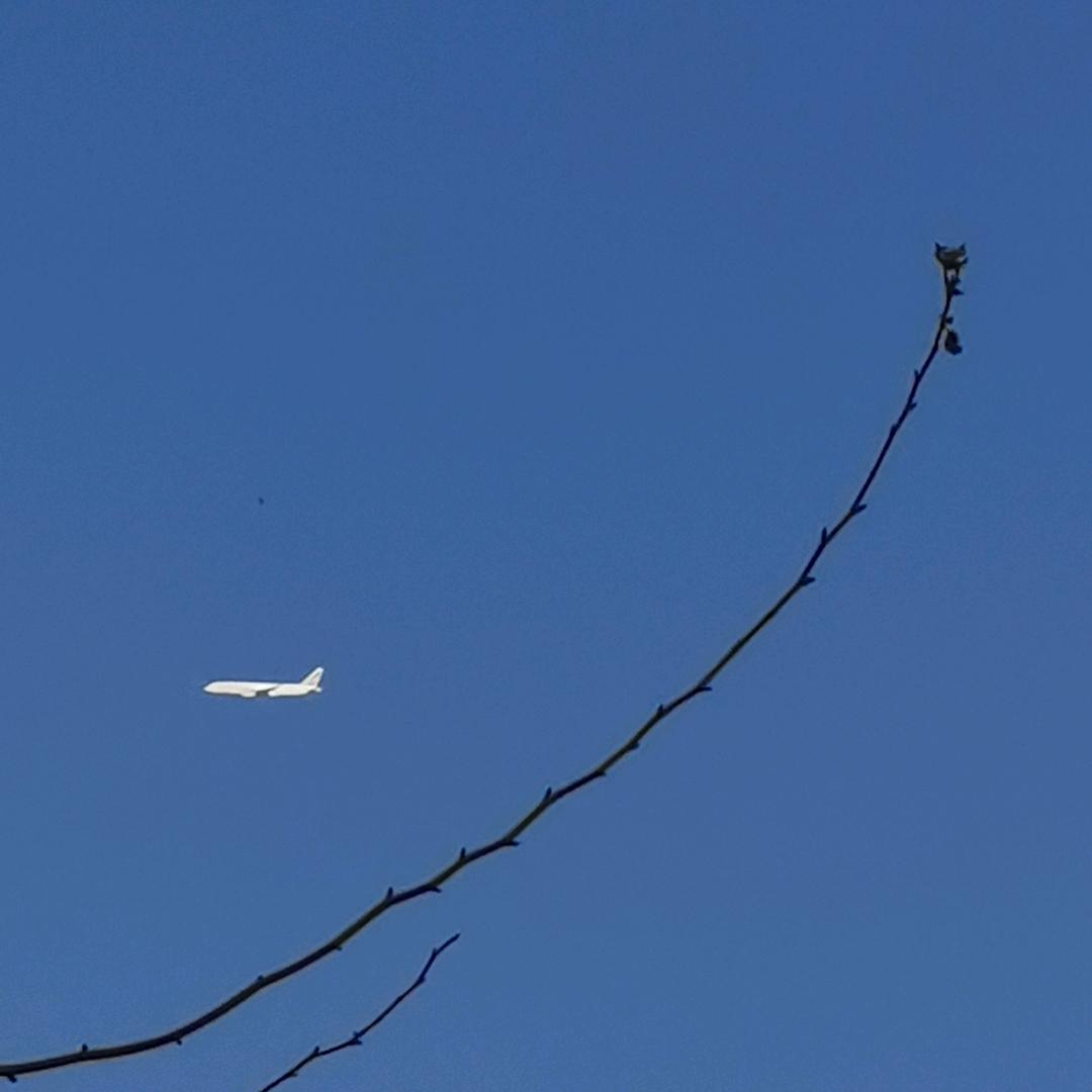 白的肉鳗丝