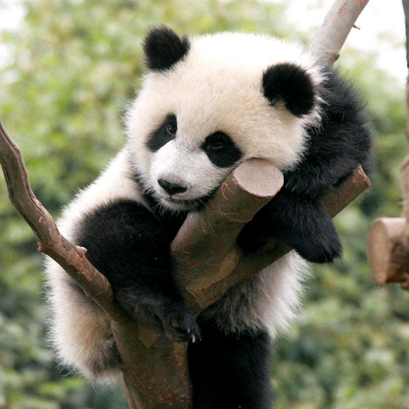 熊猫🐼小奇迹