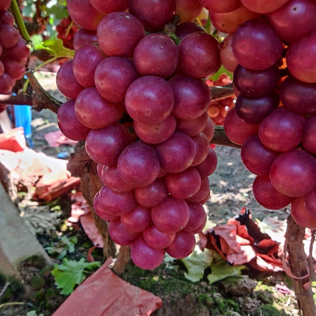 洛阳匍萄（水果、苗木）代办