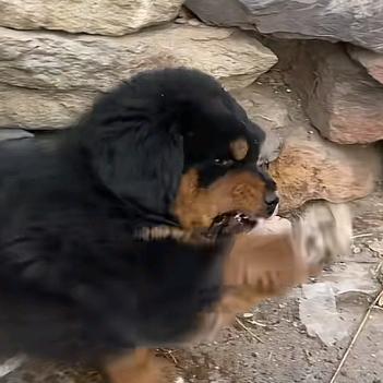 胖堡堡是乖堡堡