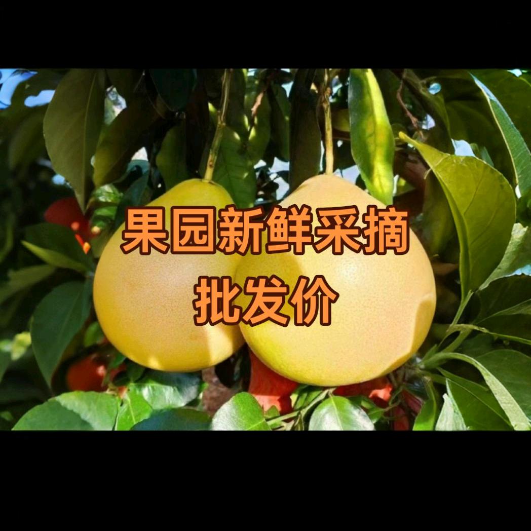 2025幸福柚快乐