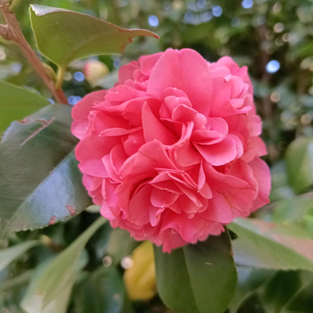 三百六十五个祝福