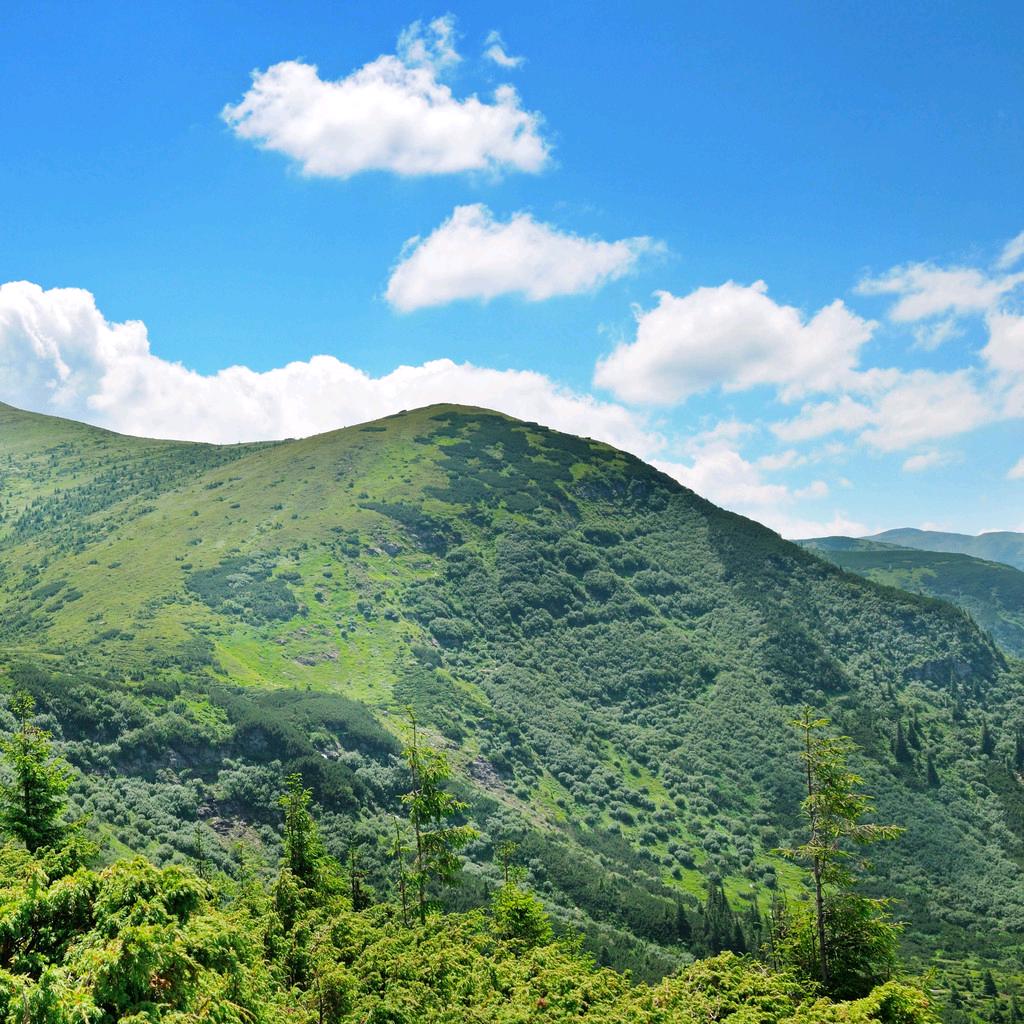 秦野百草