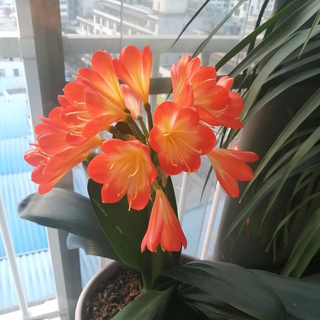 静待花开