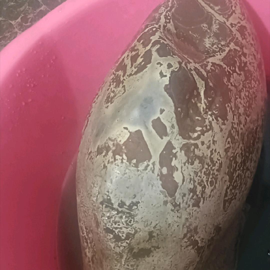 兆八哥