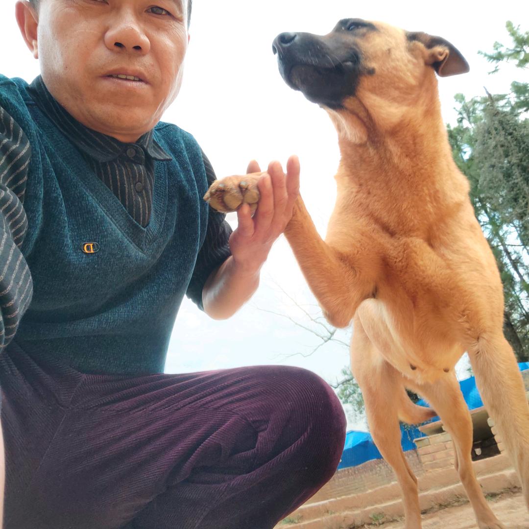 登龙狗肉王