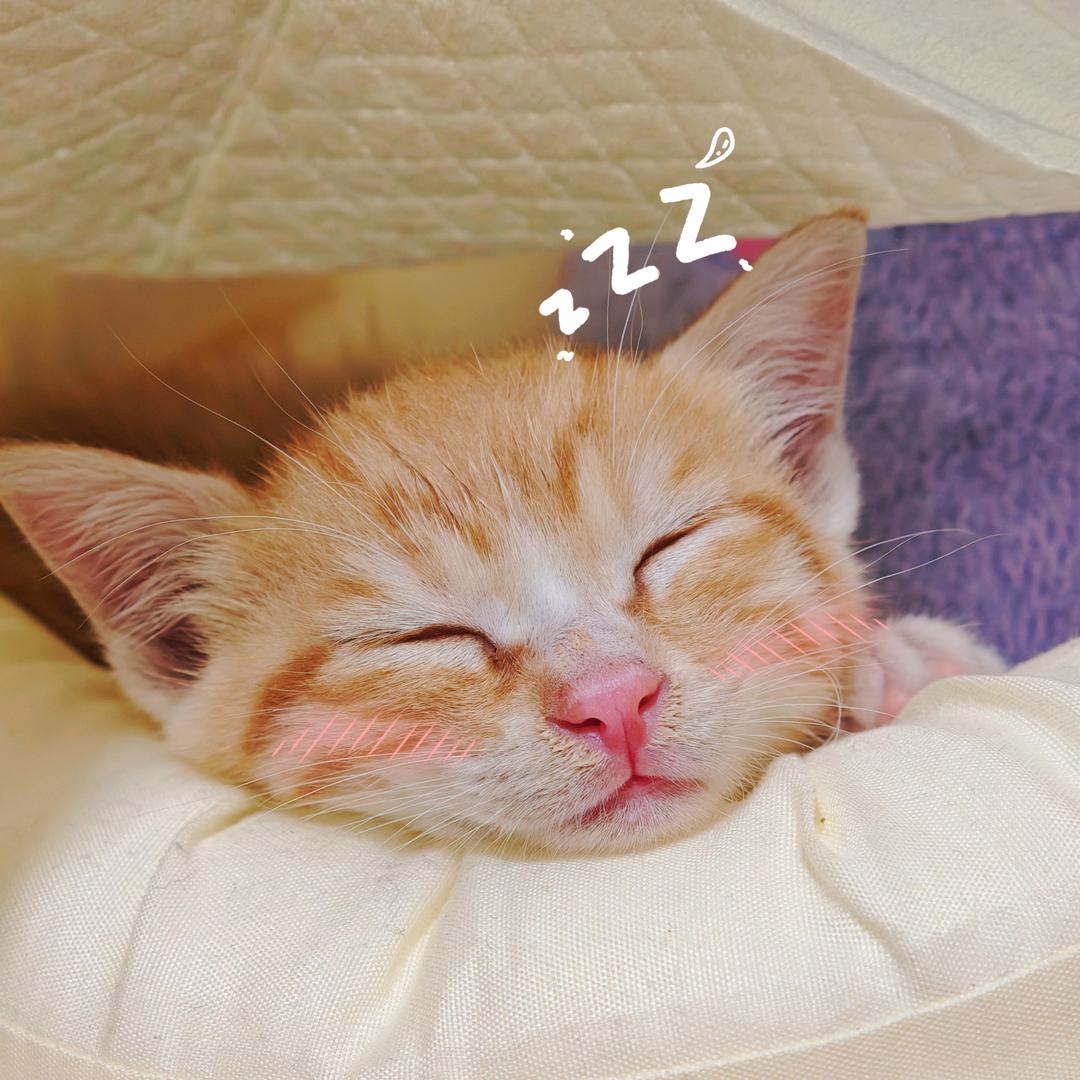 圆宝爱睡觉💤🐱