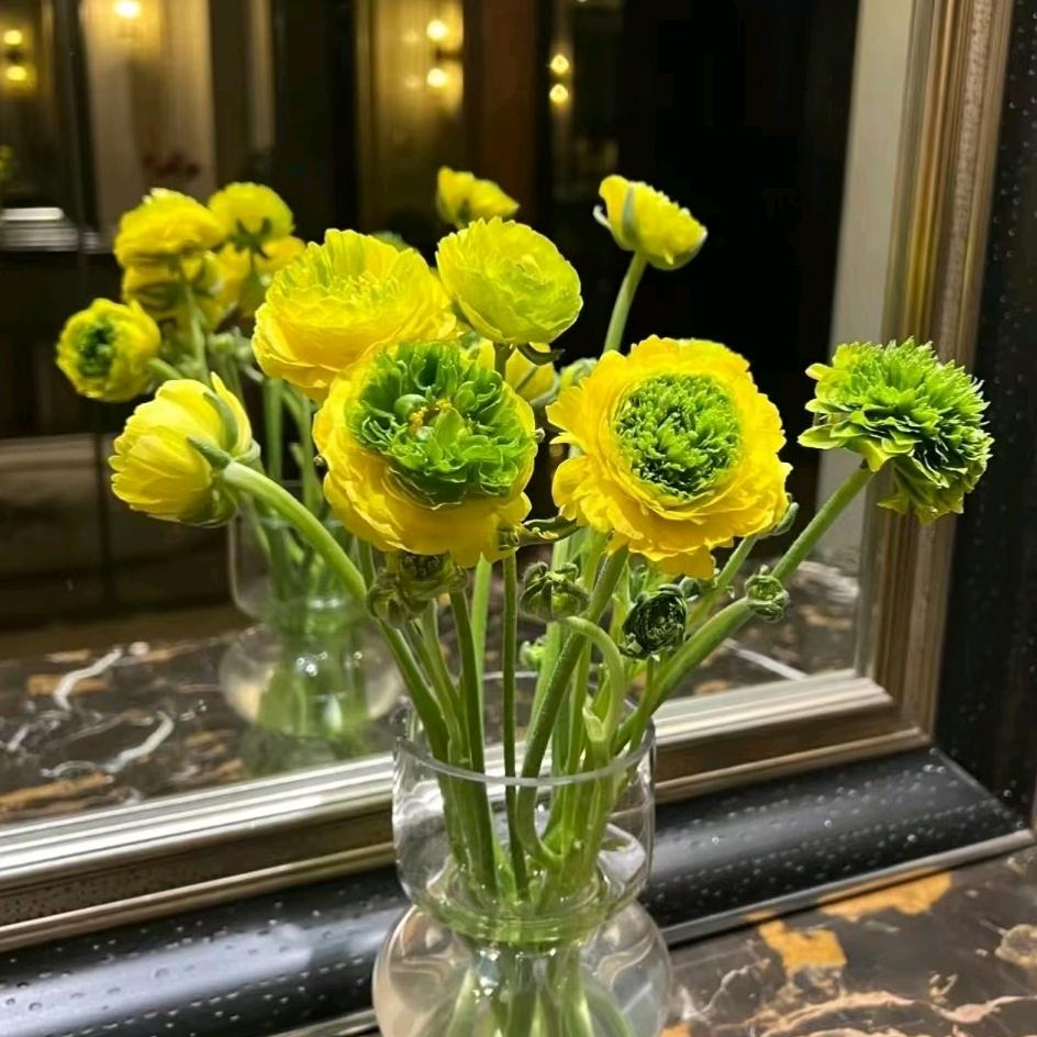 淡然如菊