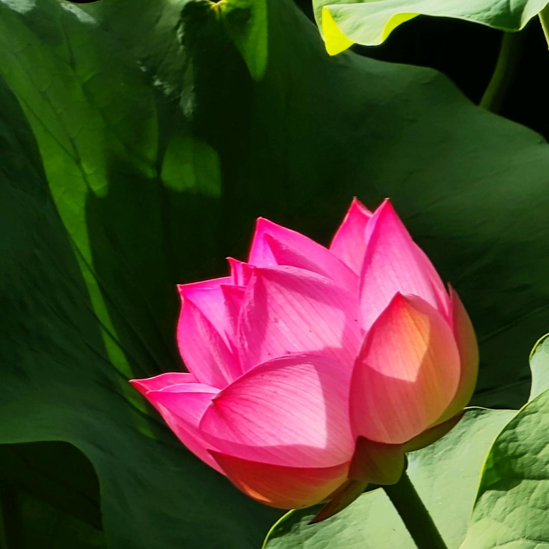 杨柳青青