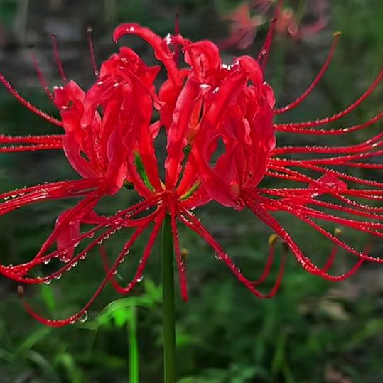 🌸意廖之中💋