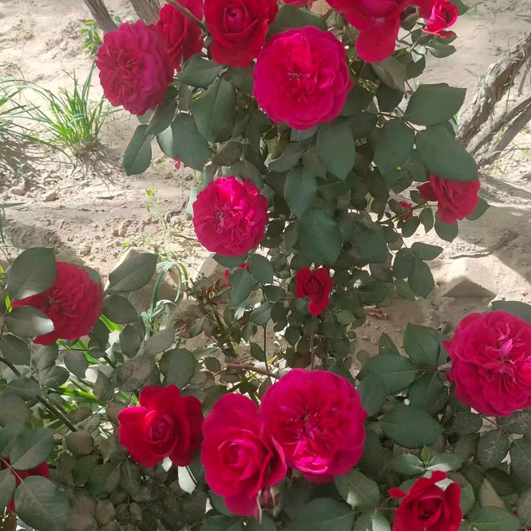 😘😘可爱😘😘