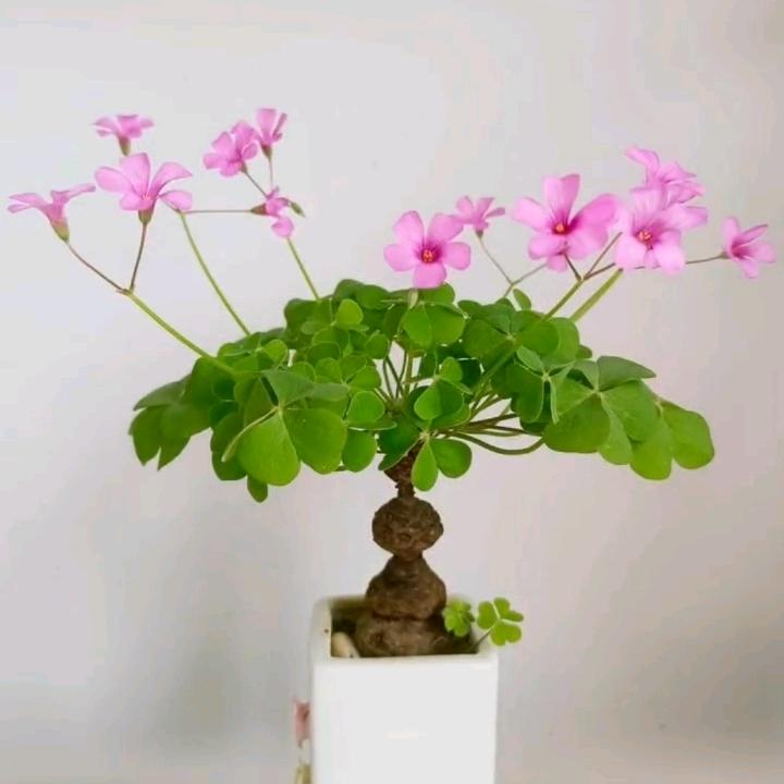 贾先生的小花园