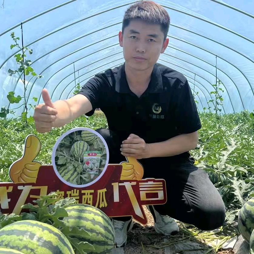西瓜苗哥