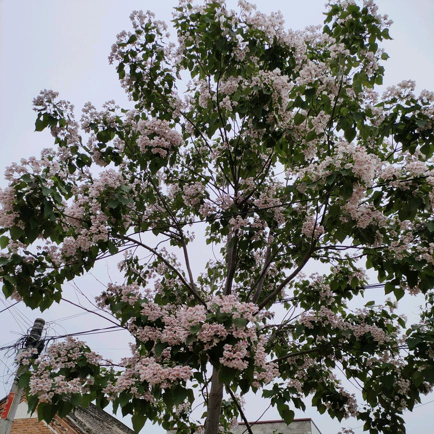 曼曼朱