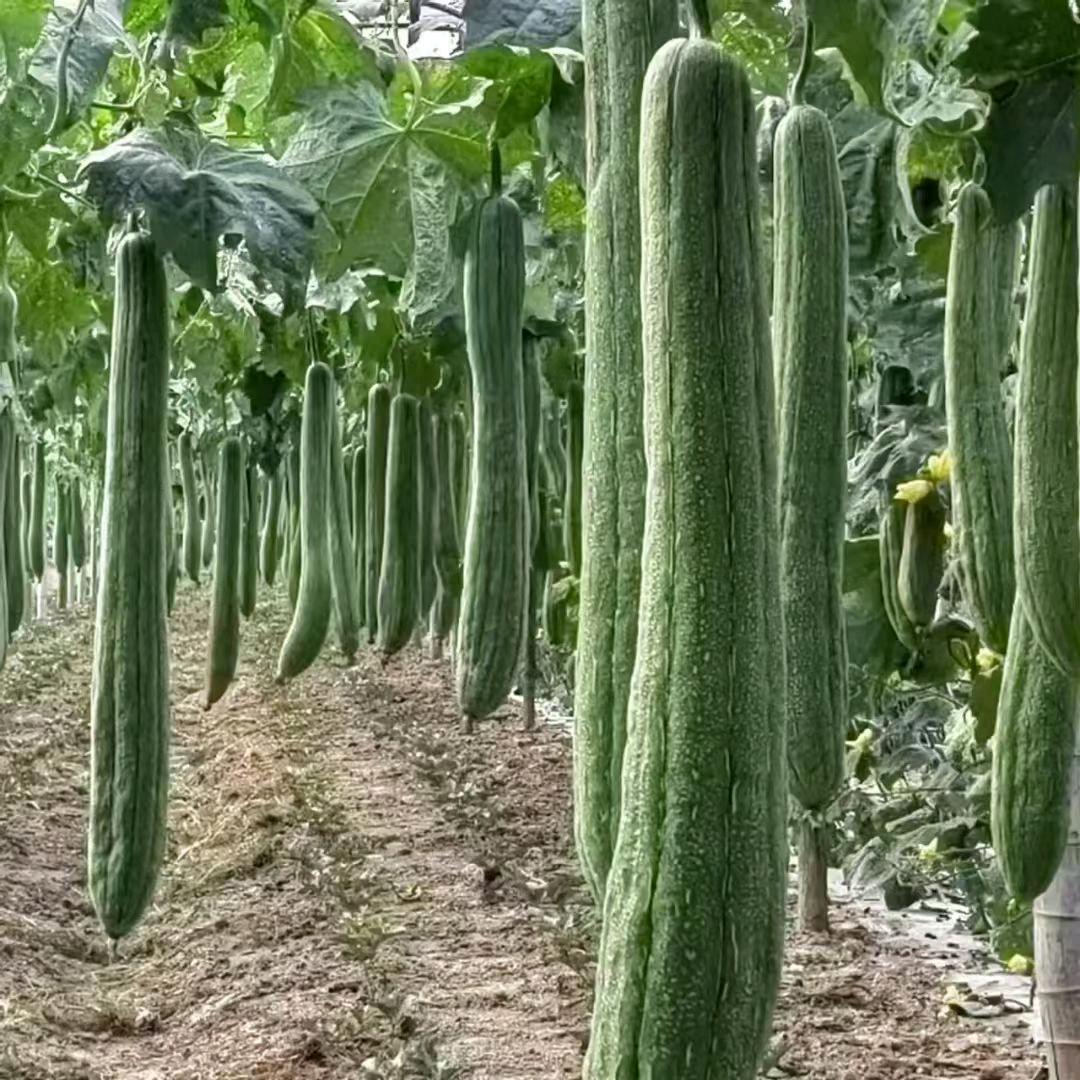种植丝瓜络小伙