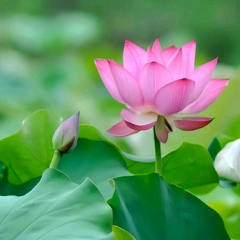 时光静好🌻头像