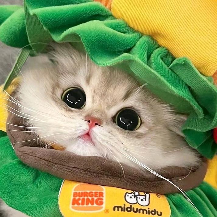 小猫不吃鱼