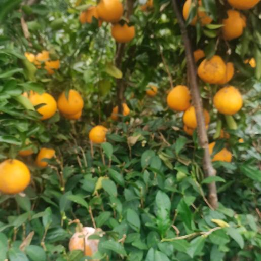 绍承风华