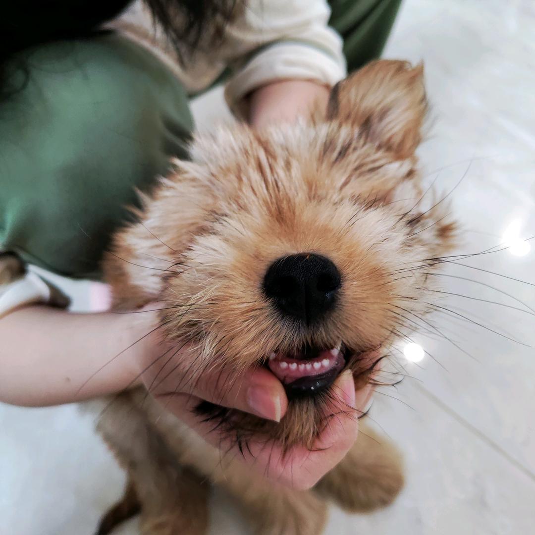金铲铲风界